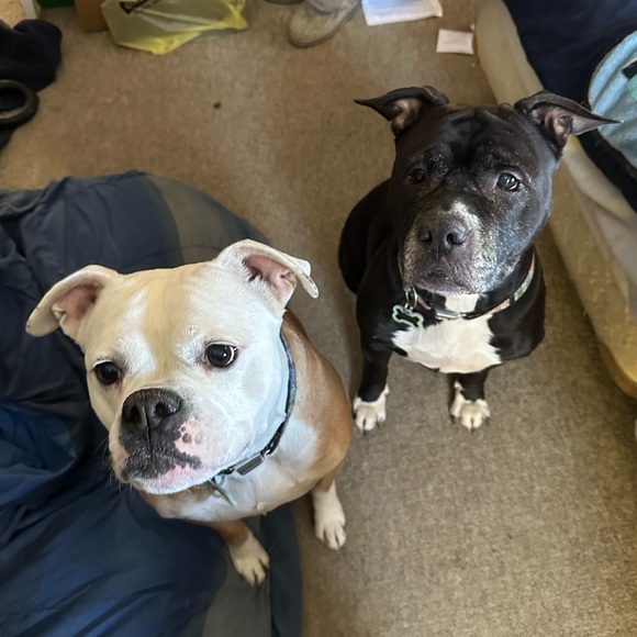 In Memory of Athena Bean - Picture 4 of 12